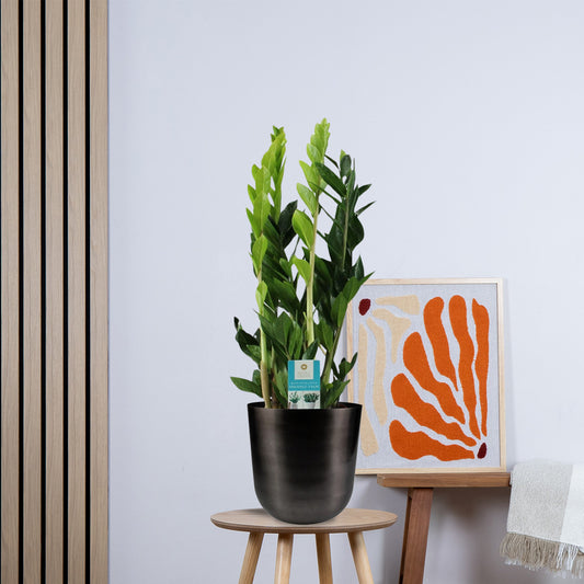 Zamioculcas Zamiifolia (65cm - Ø17cm)