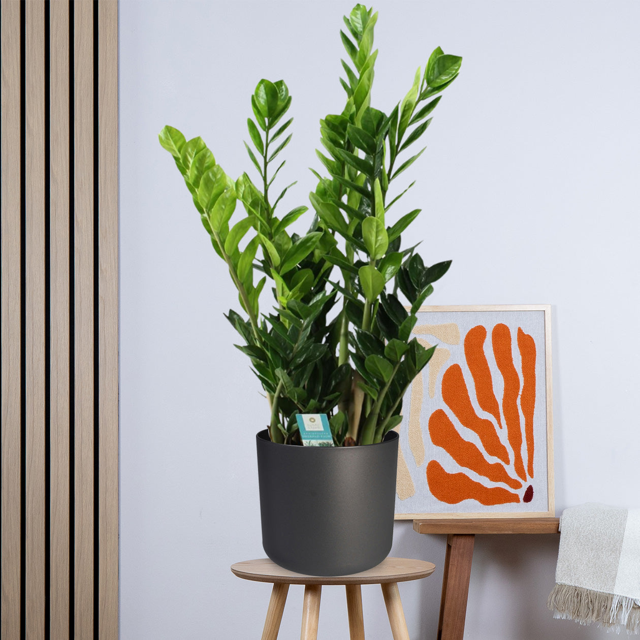 Zamioculcas Zamiifolia - ZZ Plant (100cm - Ø21cm)