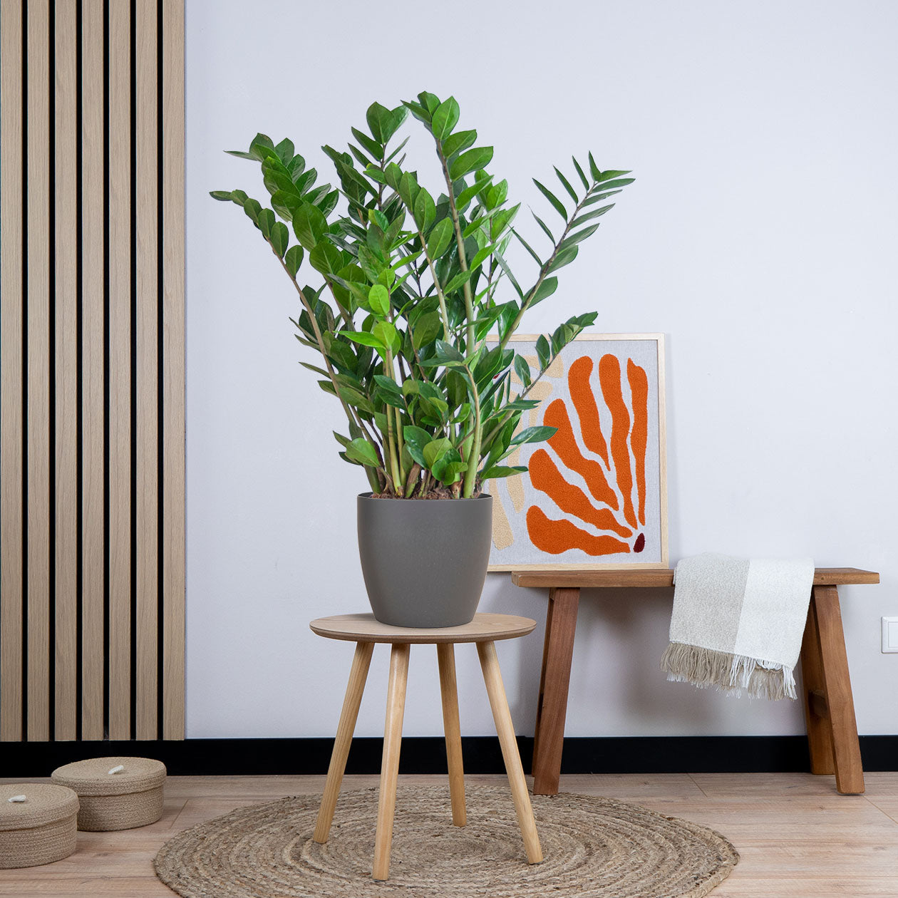 Zamioculcas Zamiifolia met pot (80cm - Ø21)