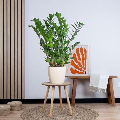 Zamioculcas Zamiifolia met pot (80cm - Ø21)