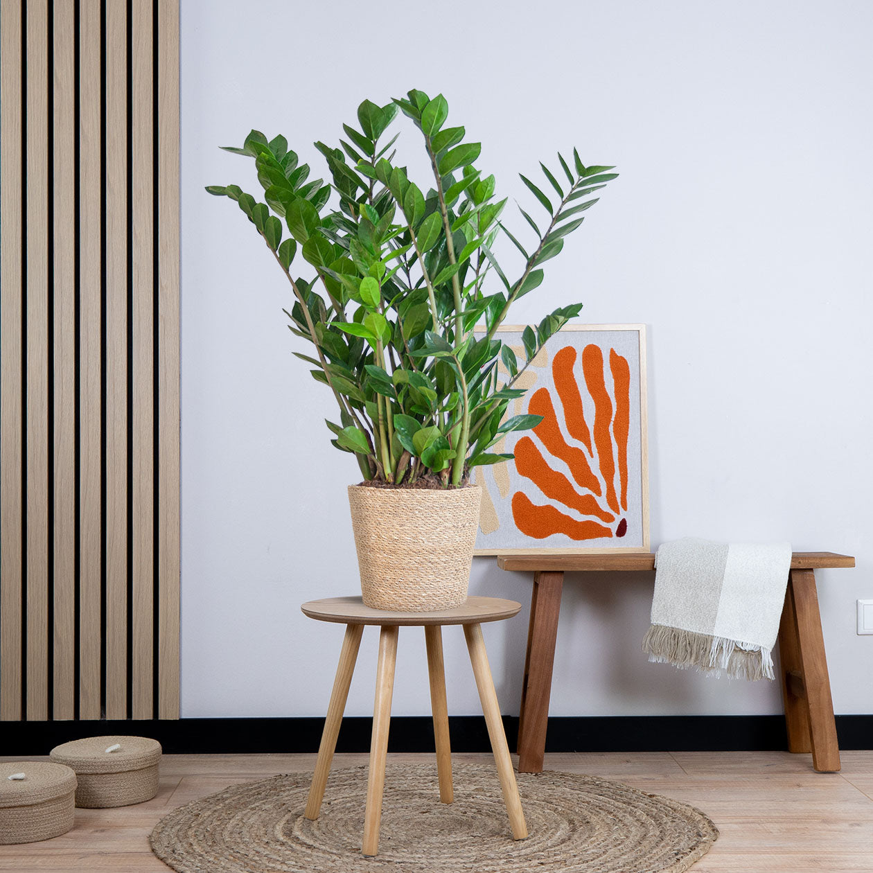 Zamioculcas Zamiifolia met pot (80cm - Ø21)