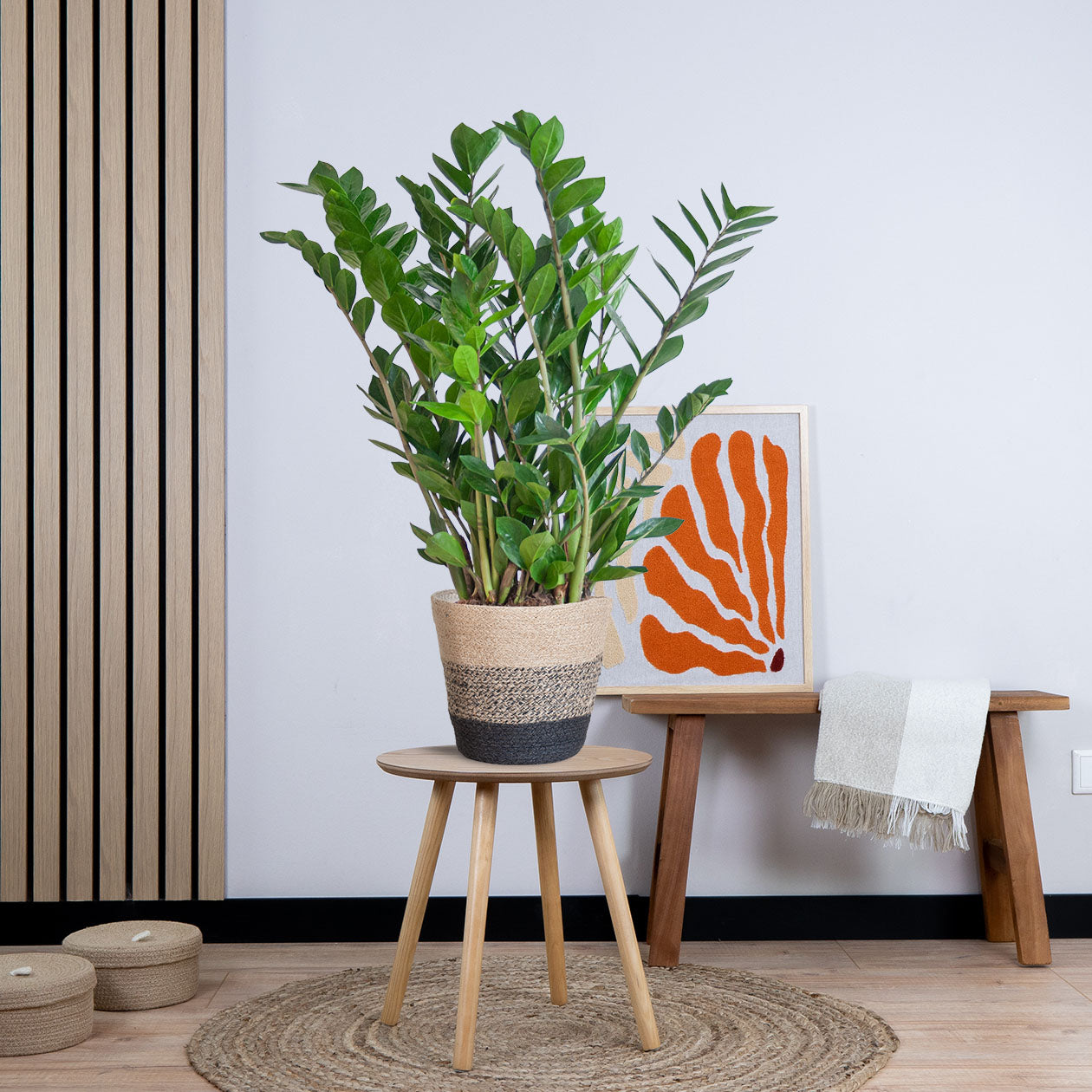 Zamioculcas Zamiifolia met pot (80cm - Ø21)