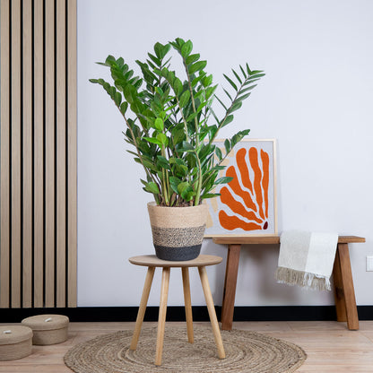 Zamioculcas Zamiifolia met pot (80cm - Ø21)