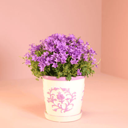 Campanula Addenda Ambella Intense purple in Malaga sierpotten - potmaat 12cm Plant Greenify