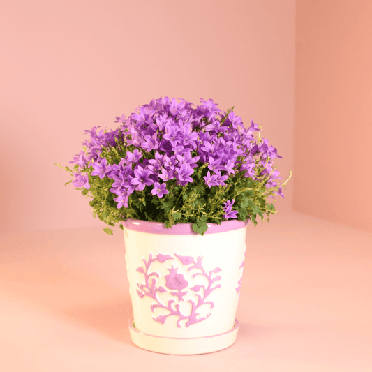 Campanula Addenda Ambella Intense purple in Malaga sierpotten - potmaat 12cm Plant Greenify
