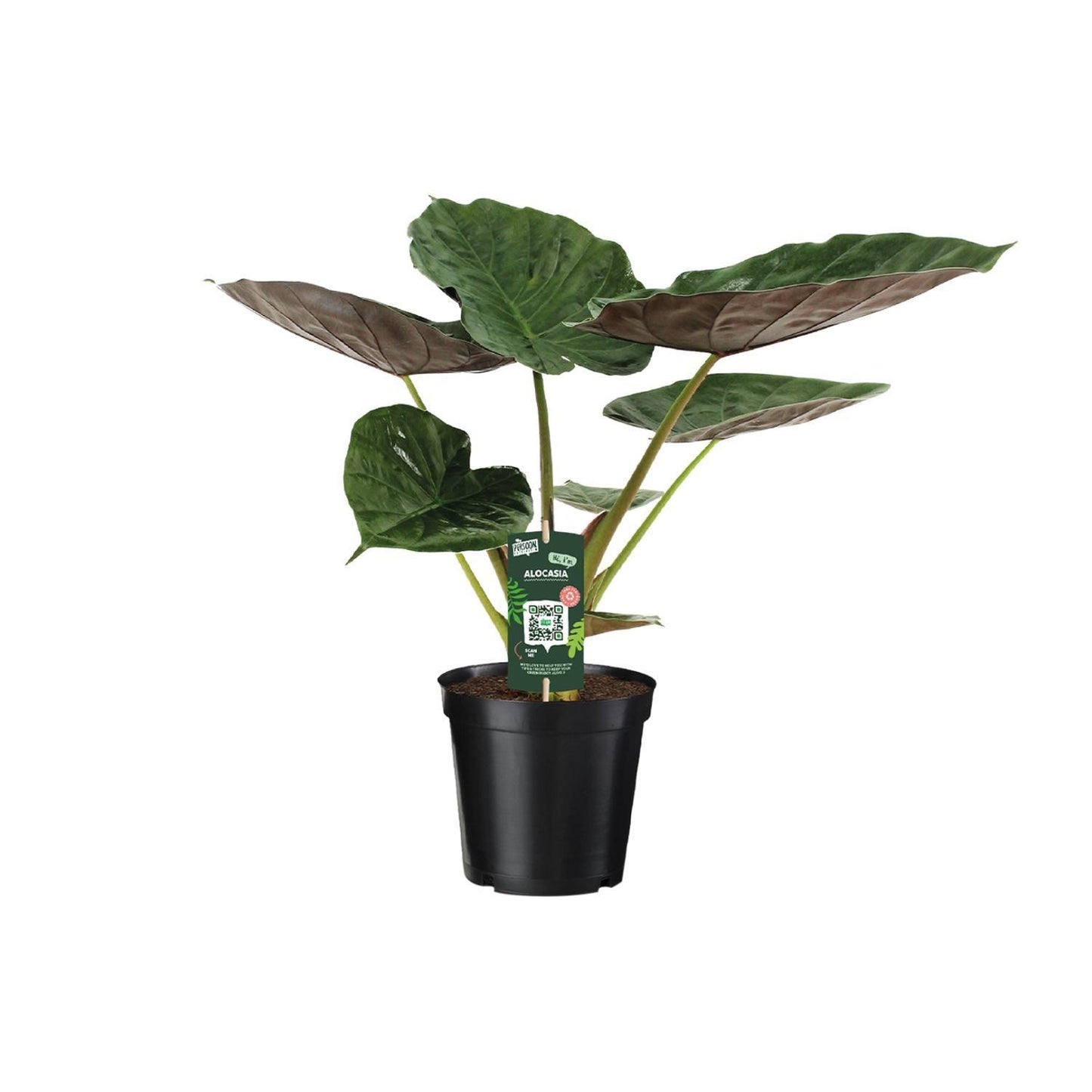 Alocasia Wentii Olifantsoor (70cm - Ø19cm)