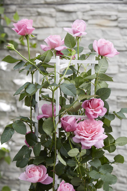 Rosa Crazy in love 'Pink' - Roze Roos - Ø15cm Plant Greenify