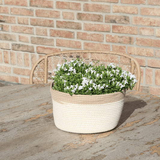 Campanula Addenda Ambella white - handgeweven rieten mand Plant Greenify