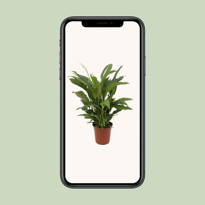 Spathiphyllum Torelli zonder pot (65cm - Ø17cm)