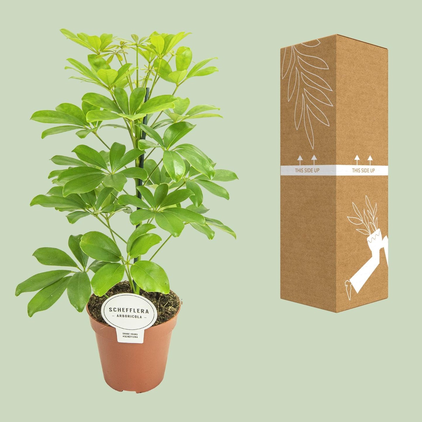 Schefflera Nora (45cm - Ø13cm)