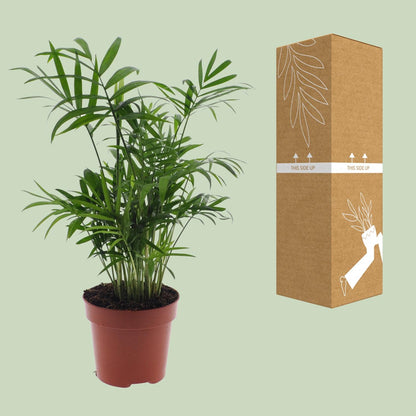 Chamaedorea Elegans - Mexicaanse Bergpalm zonder pot (40cm - Ø12cm)
