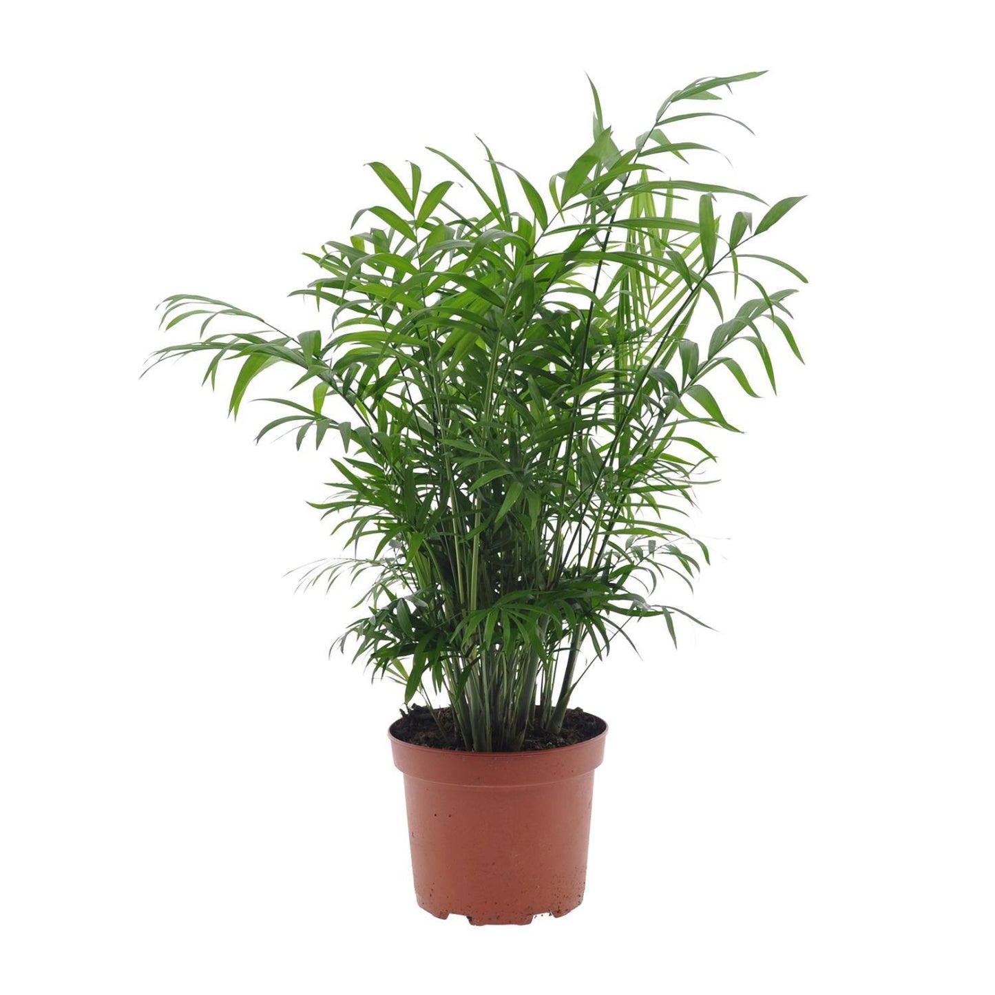 Chamaedorea Elegans zonder pot (50cm - Ø17cm)