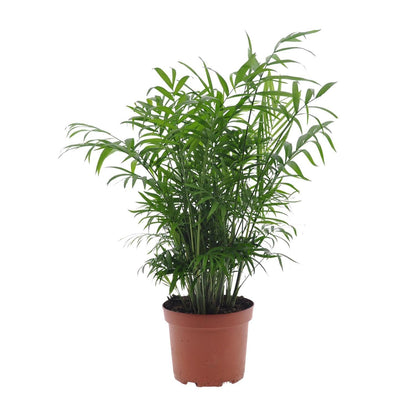 Chamaedorea Elegans zonder pot (50cm - Ø17cm)