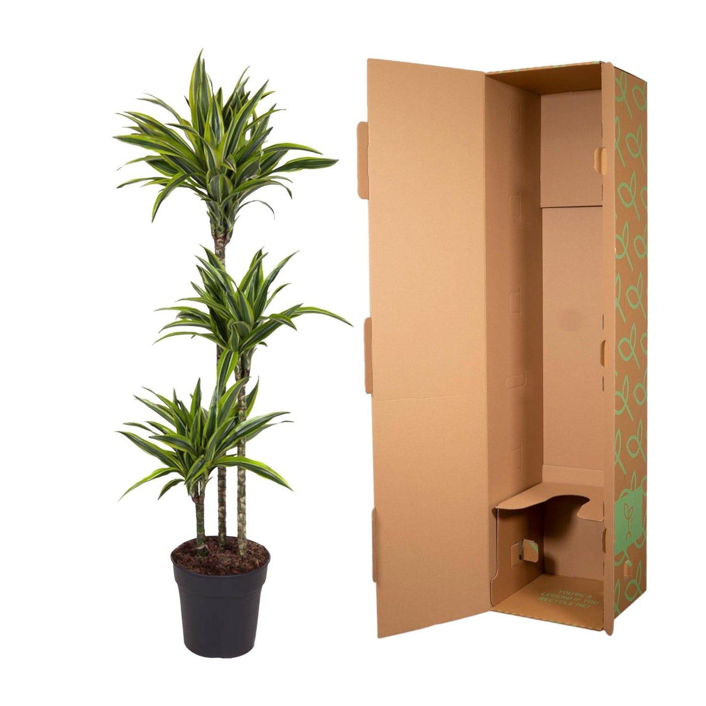Dracaena Lemon Lime (140 cm - ø24)