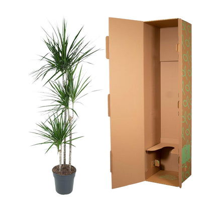 Dracaena Marginata (160 cm - ø24)