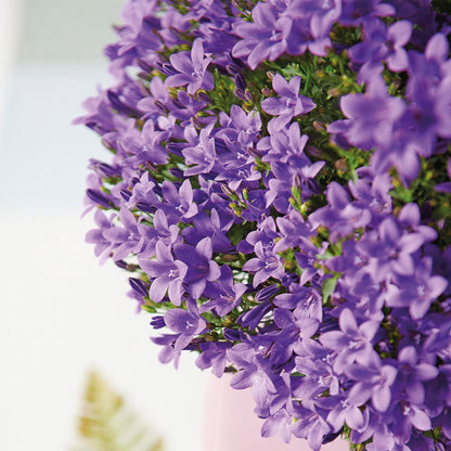 Campanula Addenda Ambella Intense purple - Balkonbak wit 36 cm Plant Greenify