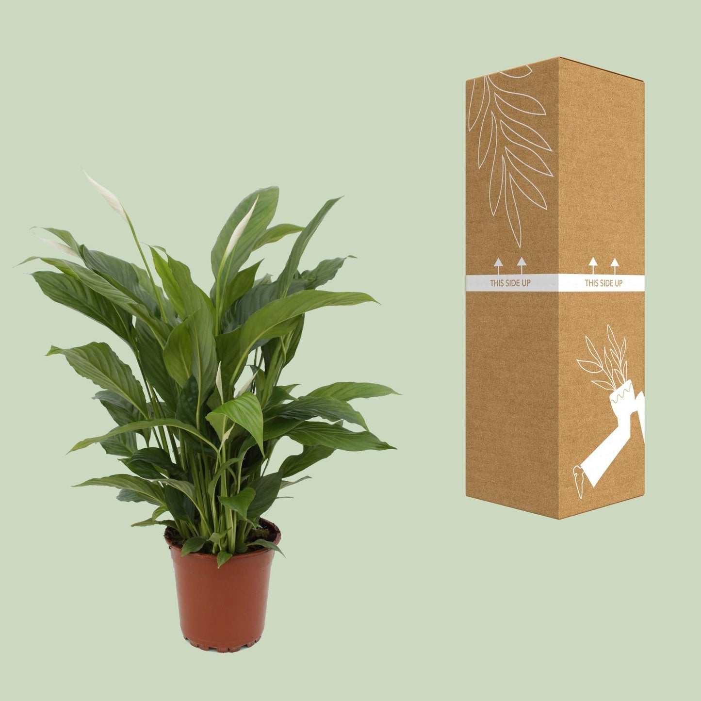Spathiphyllum Torelli zonder pot (65cm - Ø17cm)