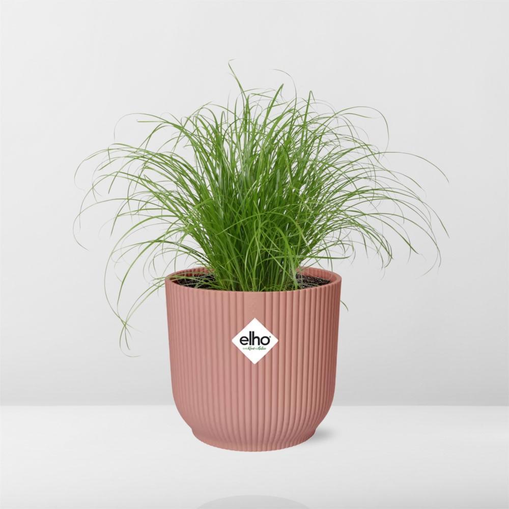 Cyperus Alternifolius Zumula in ELHO Vibes Fold 14cm