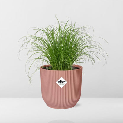 Cyperus Alternifolius Zumula in ELHO Vibes Fold 14cm