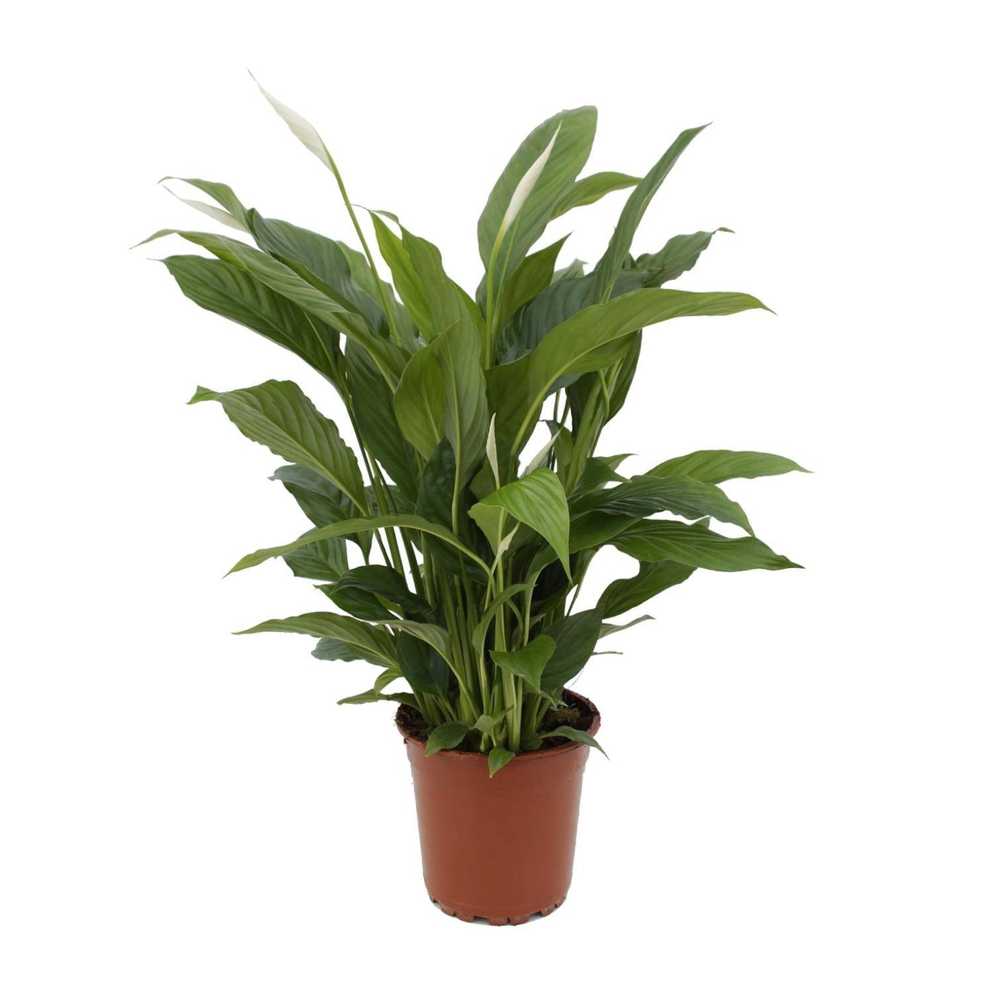 Spathiphyllum Torelli zonder pot (65cm - Ø17cm)