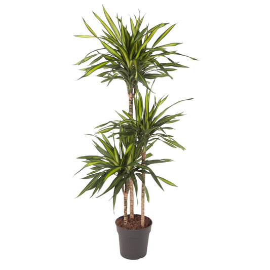 Dracaena Riki (140 cm - ø24)