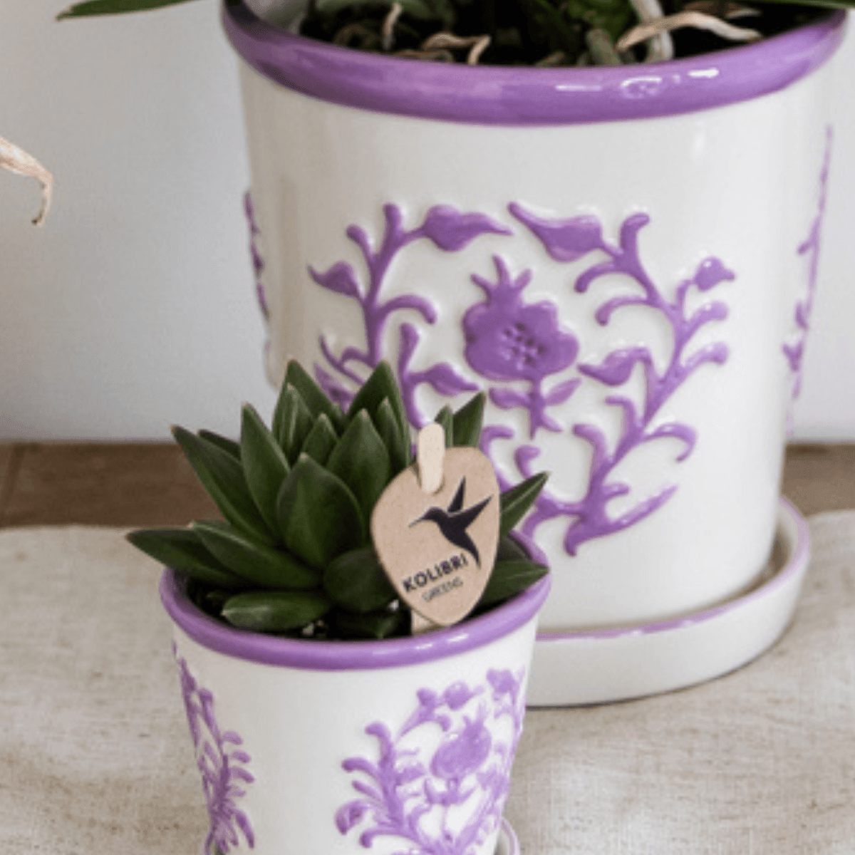 Campanula Addenda Ambella Intense purple in Malaga sierpotten - potmaat 12cm Plant Greenify