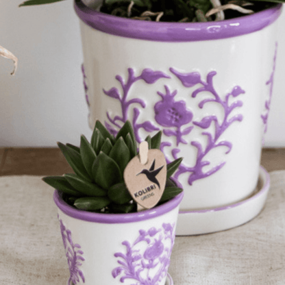 Campanula Addenda Ambella Intense purple in Malaga sierpotten - potmaat 12cm Plant Greenify