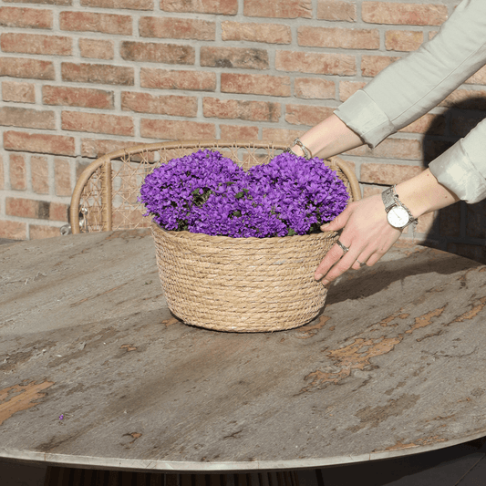 Campanula Addenda Ambella Intense purple - handgeweven rieten mand Plant Greenify
