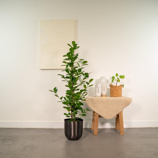 Ficus microcarpa Moclame - (95cm - Ø21cm) + Pot Mayk Lead Plant Greenify