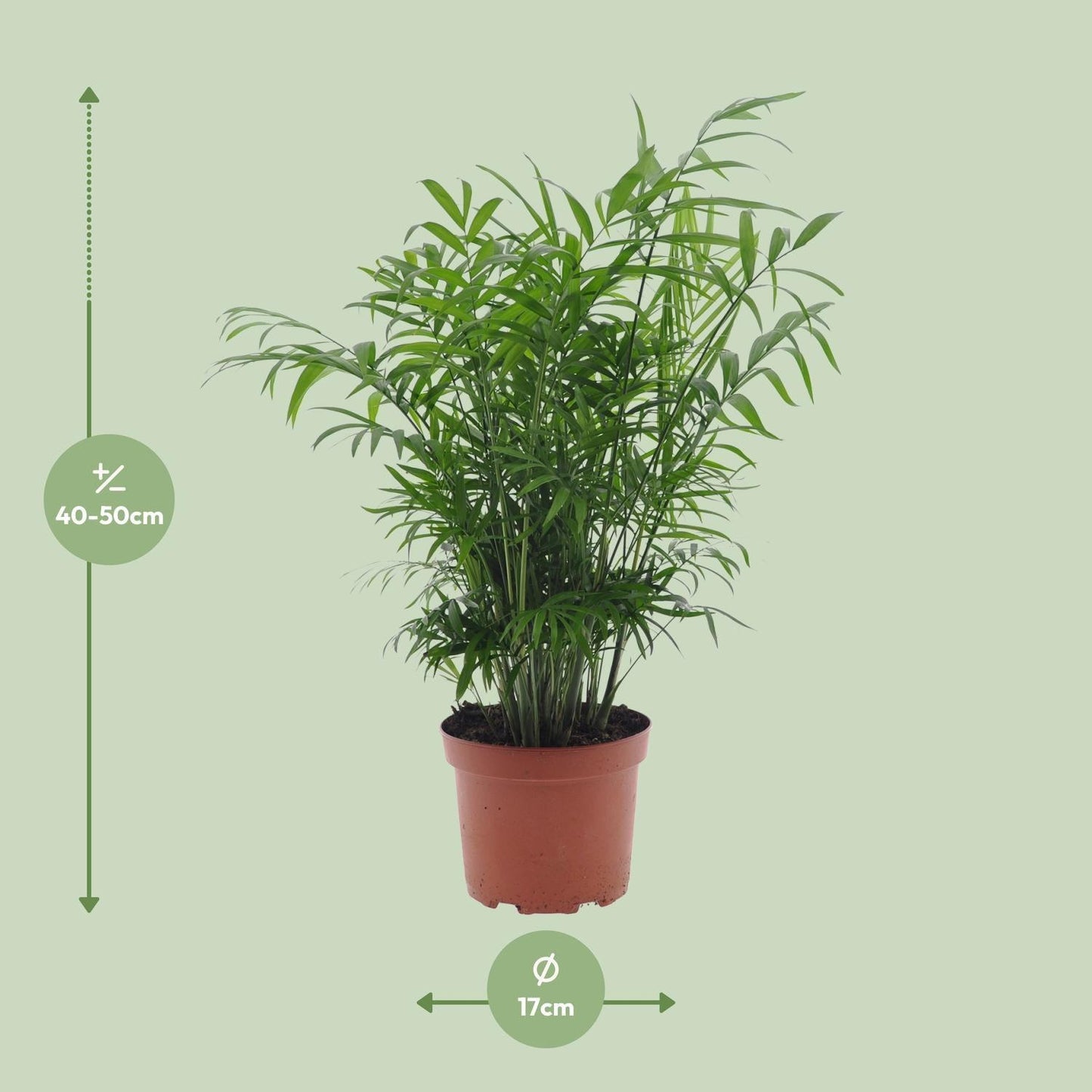 Chamaedorea Elegans zonder pot (50cm - Ø17cm)