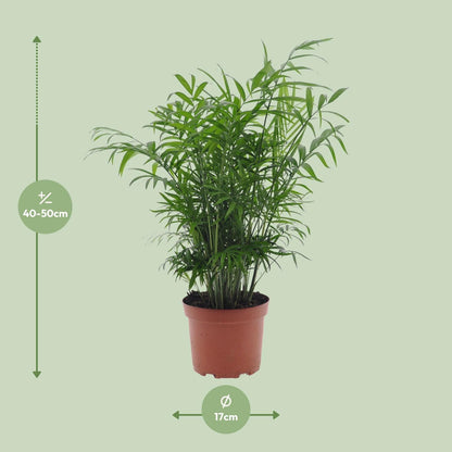 Chamaedorea Elegans zonder pot (50cm - Ø17cm)