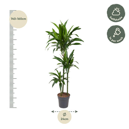 Dracaena Janet Craig (150 cm - ø24)