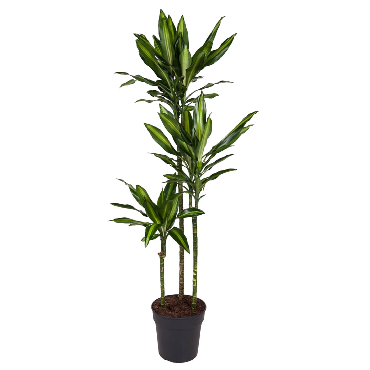 Dracaena Cintho (160 cm - ø24)