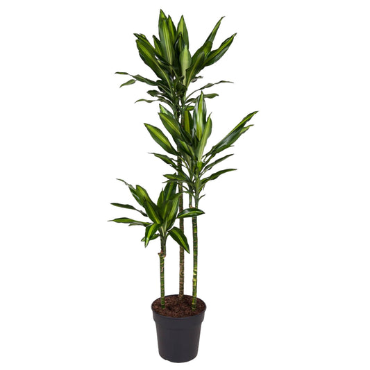 Dracaena Cintho (160 cm - ø24)