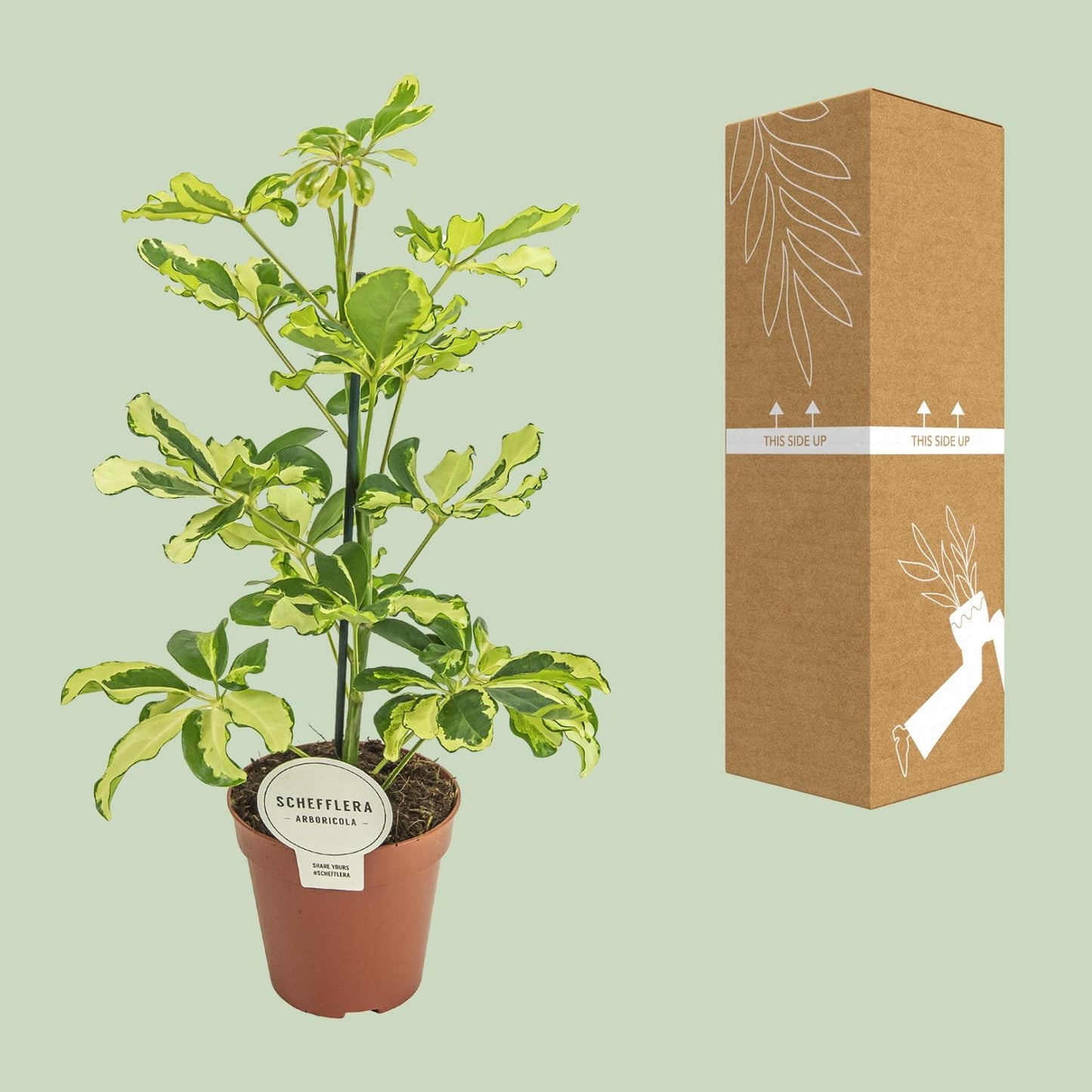 Schefflera Charlotte (45cm - Ø13cm)