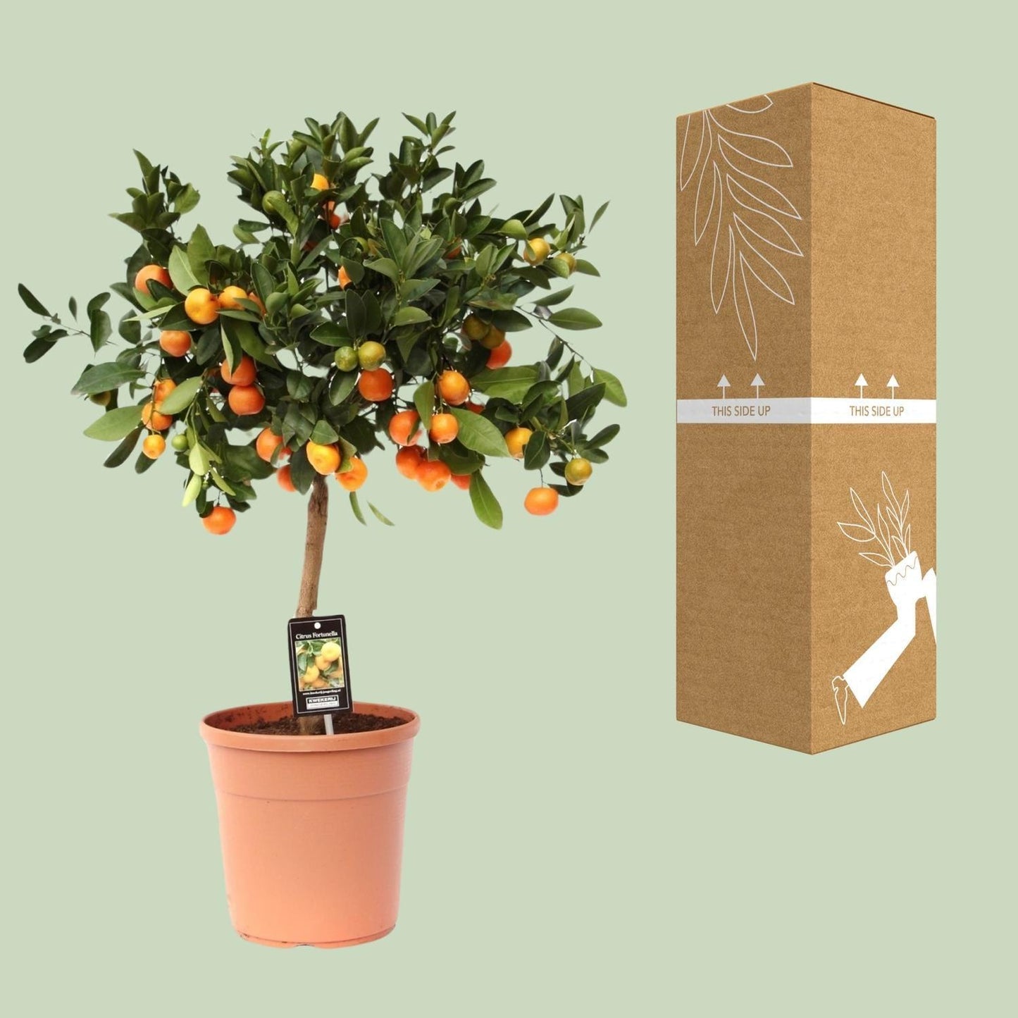 Citrus Calamondin - Ø22cm - 80cm Plant Greenify