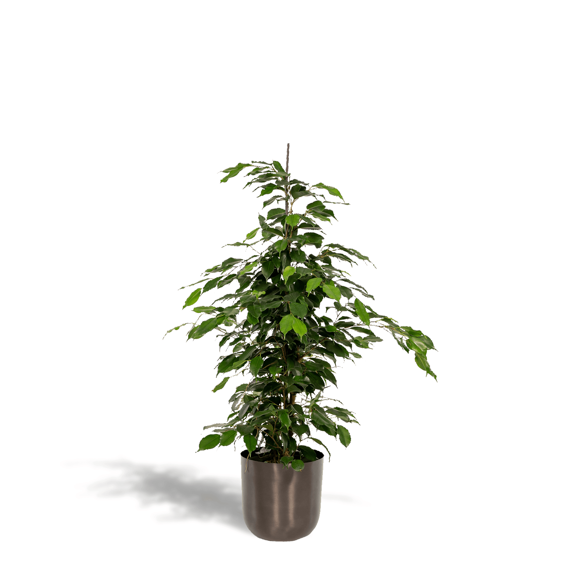 Ficus benjamina Danielle - (95cm - Ø21cm) + Pot Mayk Lead Plant Greenify