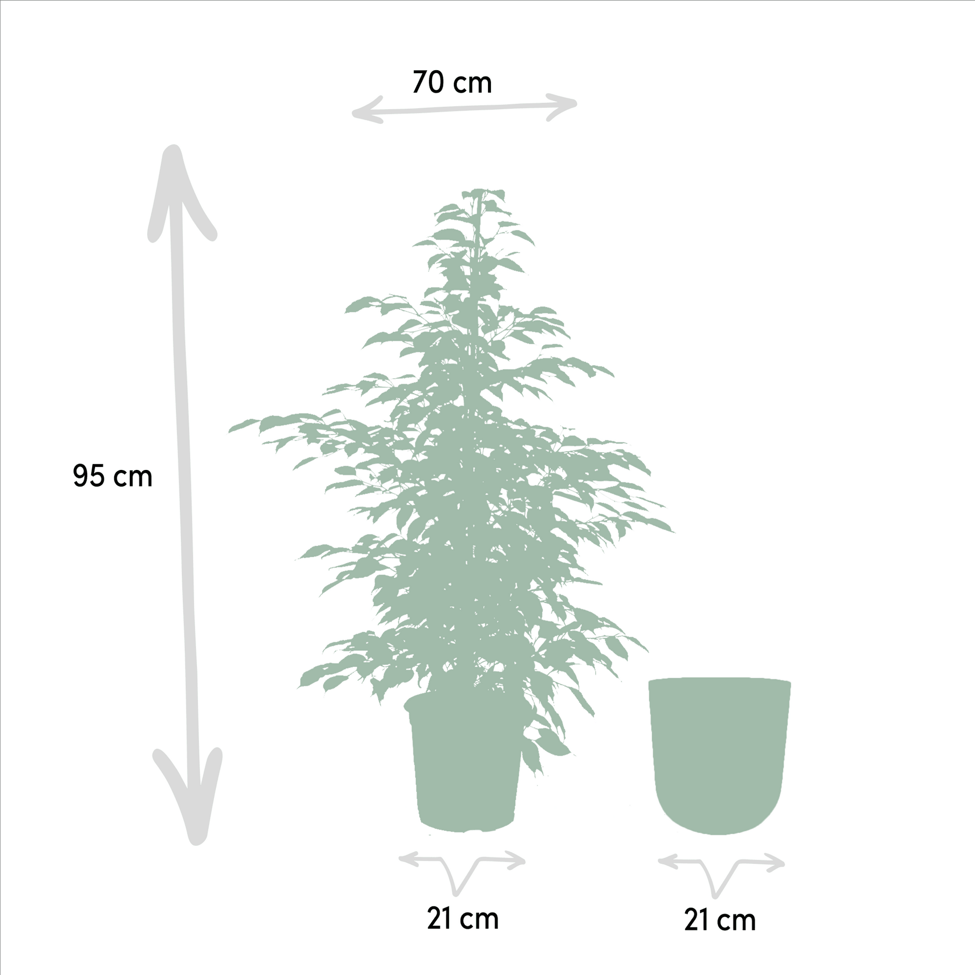 Ficus benjamina Twilight - (95cm - Ø21cm) + Pot Mayk Lead Plant Greenify
