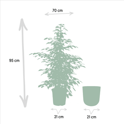 Ficus benjamina Twilight - (95cm - Ø21cm) + Pot Mayk Lead Plant Greenify