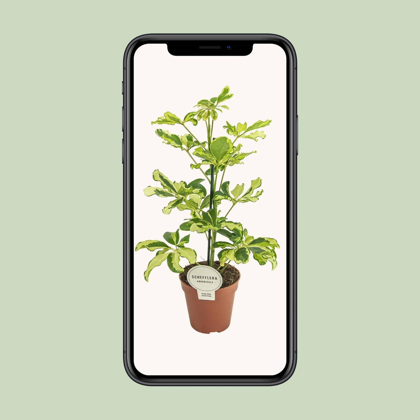 Schefflera Charlotte (45cm - Ø13cm)