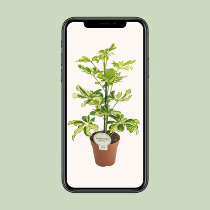 Schefflera Charlotte (45cm - Ø13cm)