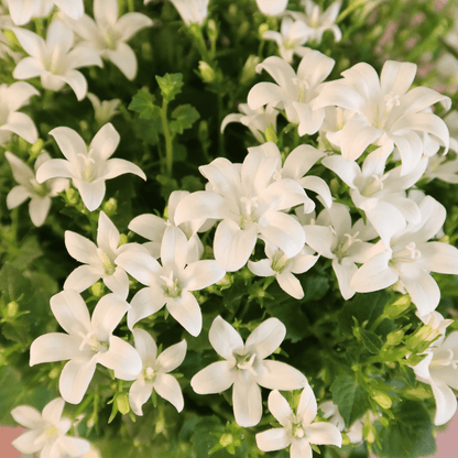 Campanula Addenda Ambella White in Malaga sierpotten - potmaat 12cm Plant Greenify