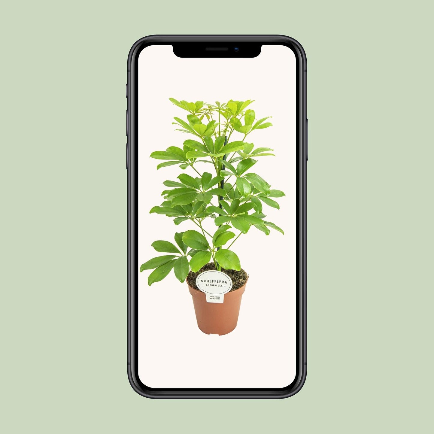 Schefflera Nora (45cm - Ø13cm)