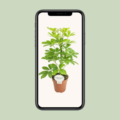 Schefflera Nora (45cm - Ø13cm)
