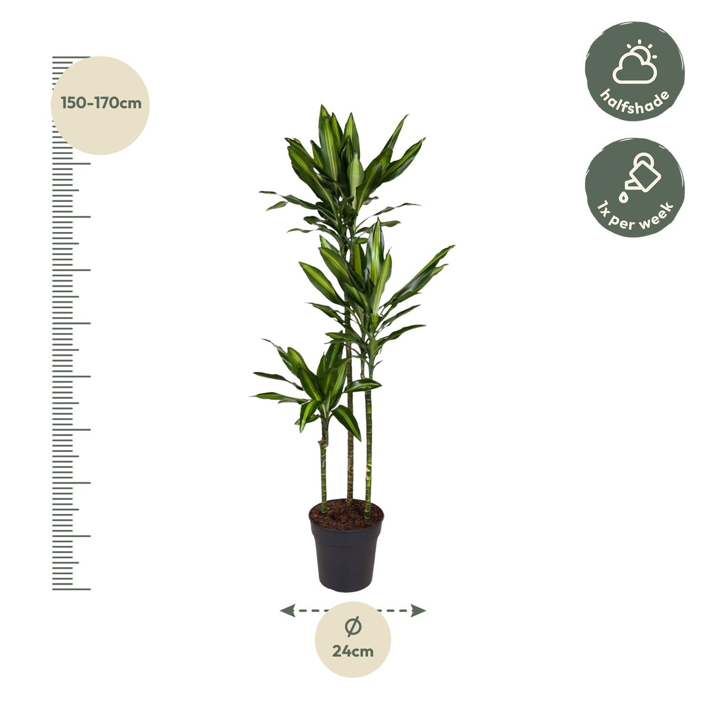 Dracaena Cintho (160 cm - ø24)