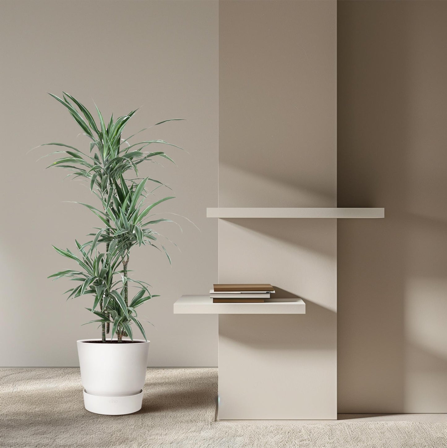 Dracaena Warneckei (145 cm - ø24)