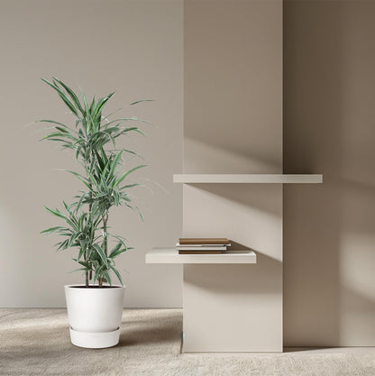 Dracaena Warneckei (145 cm - ø24)