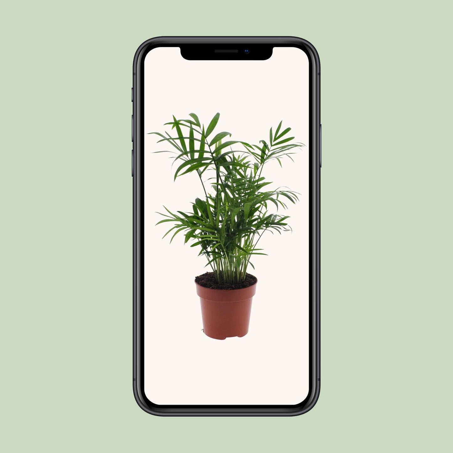 Chamaedorea Elegans - Mexicaanse Bergpalm zonder pot (40cm - Ø12cm)