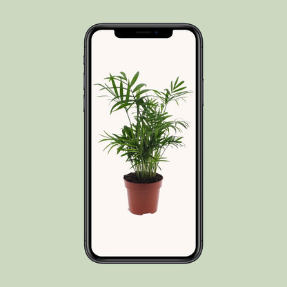 Chamaedorea Elegans - Mexicaanse Bergpalm zonder pot (40cm - Ø12cm)
