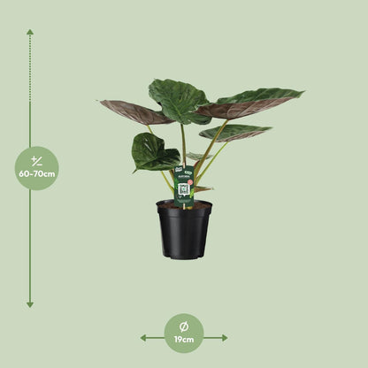 Alocasia Wentii Olifantsoor (70cm - Ø19cm)